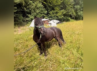 Shetland Ponys, Stute, 11 Jahre, 102 cm, Rappe