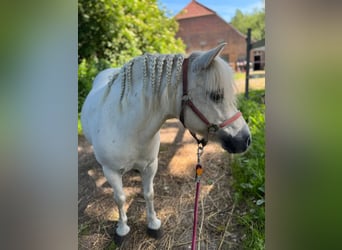Shetland Ponys, Stute, 11 Jahre, 105 cm, Schimmel