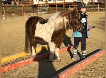 Shetland Ponys, Stute, 11 Jahre, 110 cm, Schecke