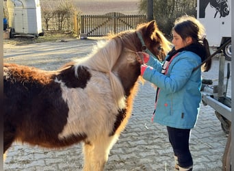 Shetland Ponys, Stute, 11 Jahre, 110 cm, Schecke