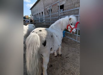 Shetland Ponys, Stute, 11 Jahre, 110 cm, Tigerschecke