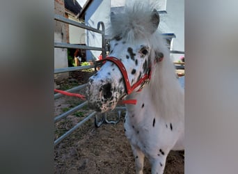 Shetland Ponys, Stute, 11 Jahre, 110 cm, Tigerschecke