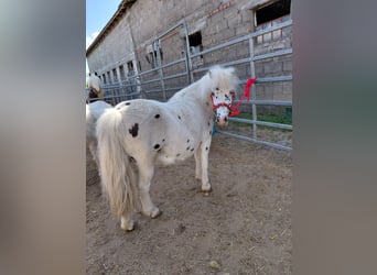 Shetland Ponys, Stute, 11 Jahre, 110 cm, Tigerschecke