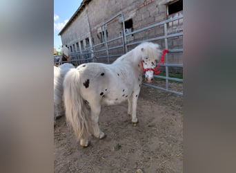 Shetland Ponys, Stute, 11 Jahre, 110 cm, Tigerschecke