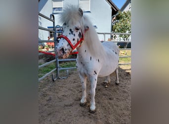Shetland Ponys, Stute, 11 Jahre, 110 cm, Tigerschecke