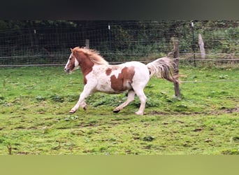 Shetland Ponys, Stute, 11 Jahre, 112 cm, Schecke
