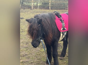 Shetland Ponys, Stute, 11 Jahre, 115 cm, Rappe