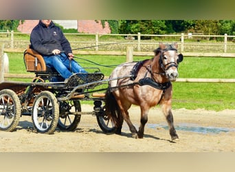 Shetland Ponys Mix, Stute, 11 Jahre, 117 cm, Tigerschecke