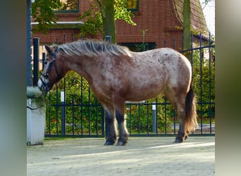 Shetland Ponys Mix, Stute, 11 Jahre, 117 cm, Tigerschecke