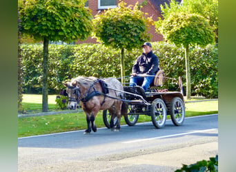 Shetland Ponys Mix, Stute, 11 Jahre, 117 cm, Tigerschecke