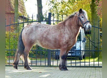 Shetland Ponys Mix, Stute, 11 Jahre, 117 cm, Tigerschecke