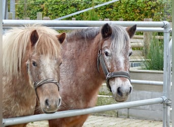 Shetland Ponys Mix, Stute, 11 Jahre, 117 cm, Tigerschecke