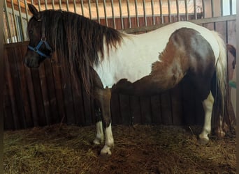 Shetland Ponys, Stute, 11 Jahre, 120 cm, Schecke