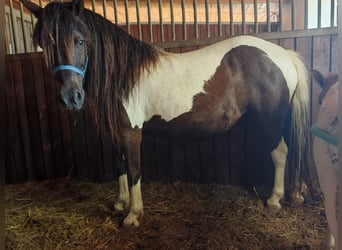 Shetland Ponys, Stute, 11 Jahre, 120 cm, Schecke