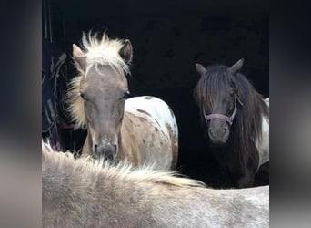 Shetland Ponys, Stute, 11 Jahre, 120 cm, Schecke