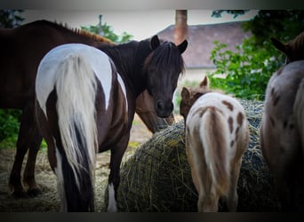 Shetland Ponys, Stute, 11 Jahre, 120 cm, Schecke
