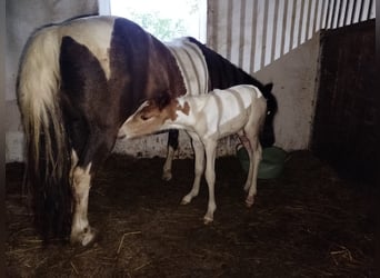 Shetland Ponys, Stute, 11 Jahre, 120 cm, Schecke