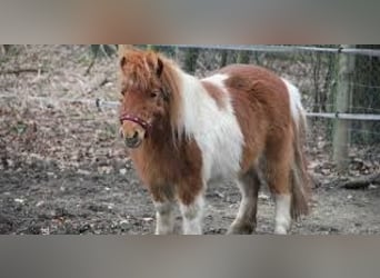 Shetland Ponys, Stute, 11 Jahre, 120 cm, Schecke