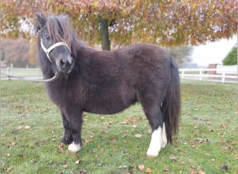 Shetland Ponys, Stute, 11 Jahre, 85 cm, Schecke