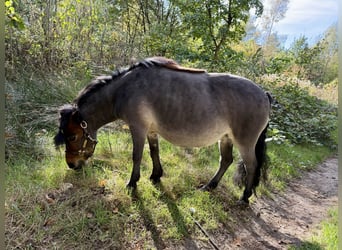 Shetland Ponys, Stute, 11 Jahre, 88 cm, Brauner