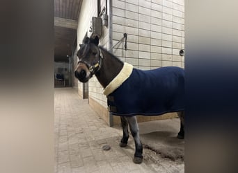 Shetland Ponys, Stute, 11 Jahre, 88 cm, Brauner
