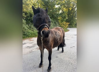 Shetland Ponys, Stute, 11 Jahre, 88 cm, Brauner