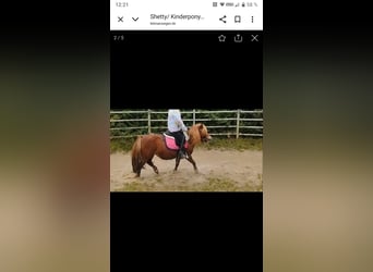 Shetland Ponys, Stute, 11 Jahre, 91 cm, Fuchs