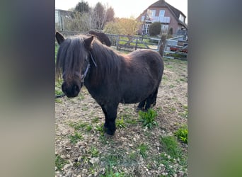 Shetland Ponys, Stute, 11 Jahre, 97 cm, Rappe