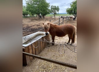 Shetland Ponys, Stute, 11 Jahre, 99 cm, Fuchs