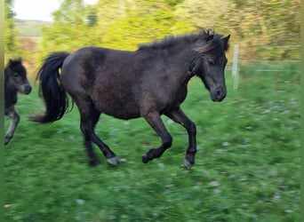 Shetland Ponys, Stute, 11 Jahre, 99 cm, Rappe