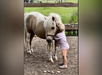 Shetland Ponys, Stute, 12 Jahre, 100 cm, Palomino