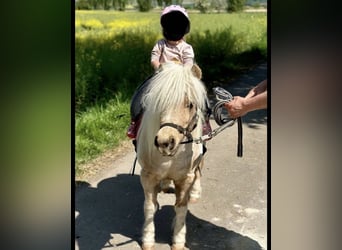 Shetland Ponys, Stute, 12 Jahre, 100 cm, Palomino