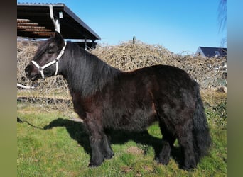 Shetland Ponys, Stute, 12 Jahre, 100 cm, Rappe