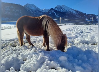 Shetland Ponys, Stute, 12 Jahre, 104 cm