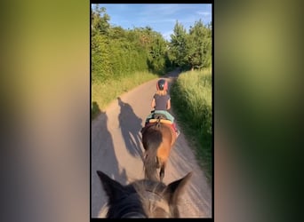 Shetland Ponys, Stute, 12 Jahre, 105 cm, Brauner