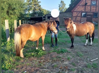 Shetland Ponys, Stute, 12 Jahre, 112 cm, Schecke