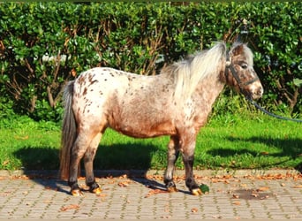 Shetland Ponys, Stute, 12 Jahre, 90 cm, Tigerschecke