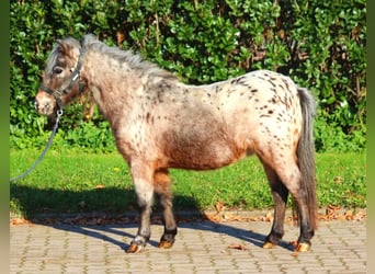 Shetland Ponys, Stute, 12 Jahre, 90 cm, Tigerschecke