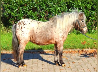 Shetland Ponys, Stute, 12 Jahre, 90 cm, Tigerschecke