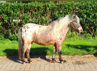 Shetland Ponys, Stute, 12 Jahre, 90 cm, Tigerschecke