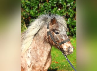 Shetland Ponys, Stute, 12 Jahre, 90 cm, Tigerschecke