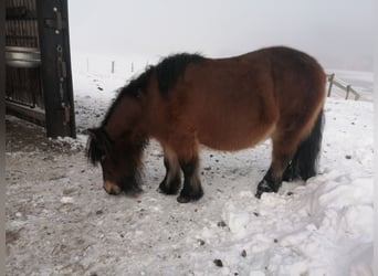 Shetland Ponys, Stute, 12 Jahre, 95 cm, Brauner