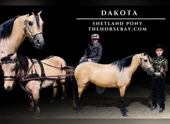 Shetland Ponys, Stute, 12 Jahre, Buckskin