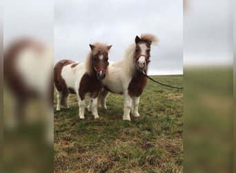 Shetland Ponys, Stute, 12 Jahre