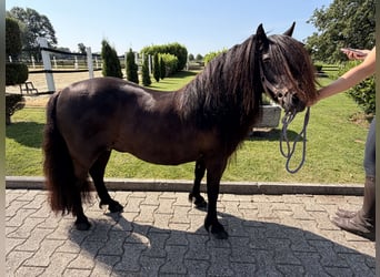 Shetland Ponys, Stute, 12 Jahre
