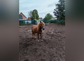 Shetland Ponys, Stute, 13 Jahre, 102 cm, Fuchs