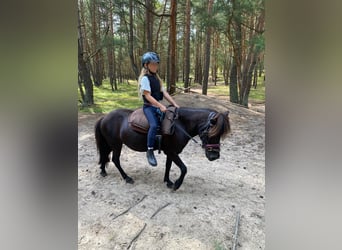 Shetland Ponys, Stute, 13 Jahre, 105 cm, Rappe