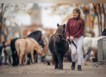 Shetland Ponys, Stute, 13 Jahre, 105 cm, Rappe