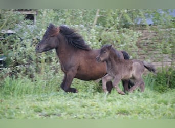 Shetland Ponys, Stute, 13 Jahre, 105 cm, Rappe