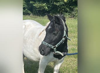 Shetland Ponys, Stute, 13 Jahre, 107 cm, Schecke